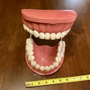 XL Dental Model